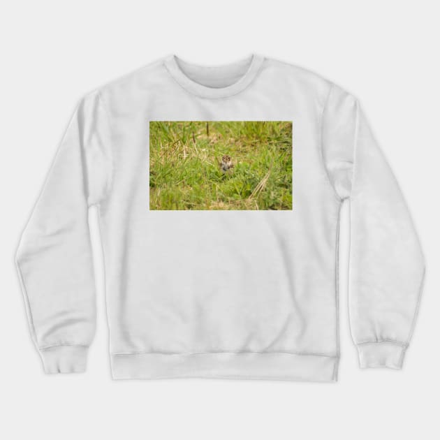 32218 baby lapwing Crewneck Sweatshirt by pcfyi